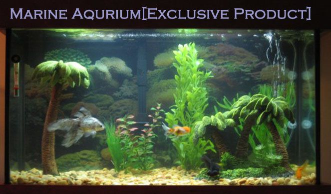 Shree Vinayak Fish Aquarium | Best Business Services in Udaipur | Business Portal in Udaipur
